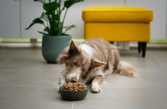 How to build a marketing strategy for pet food products