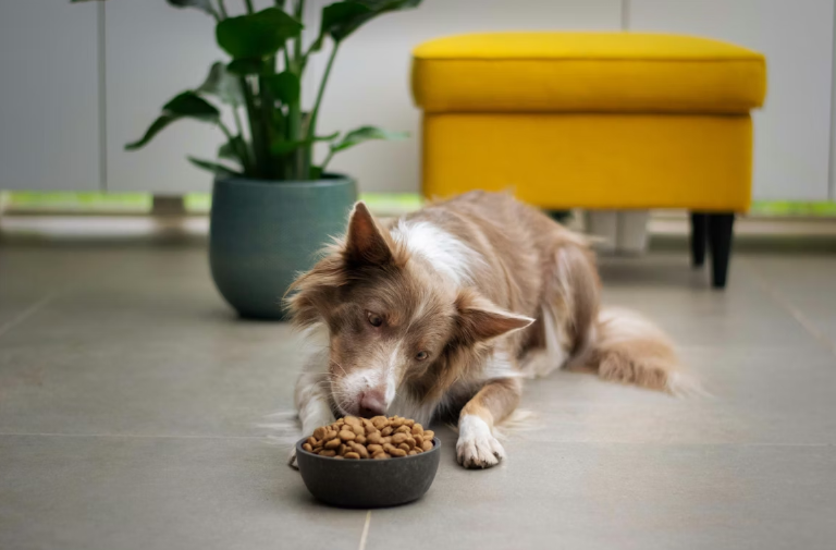 How to Build a Marketing Strategy for Pet Food Products